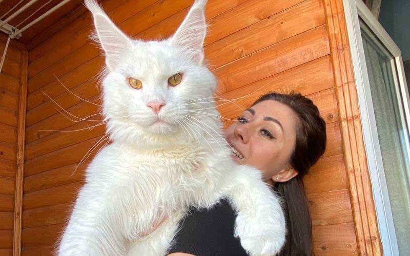 Maine Coon có thể nặng hơn 11 kg