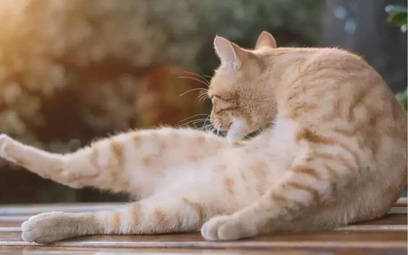 Mèo có thói quen tự liếm lông để làm sạch cơ thể và loại bỏ ký sinh trùng