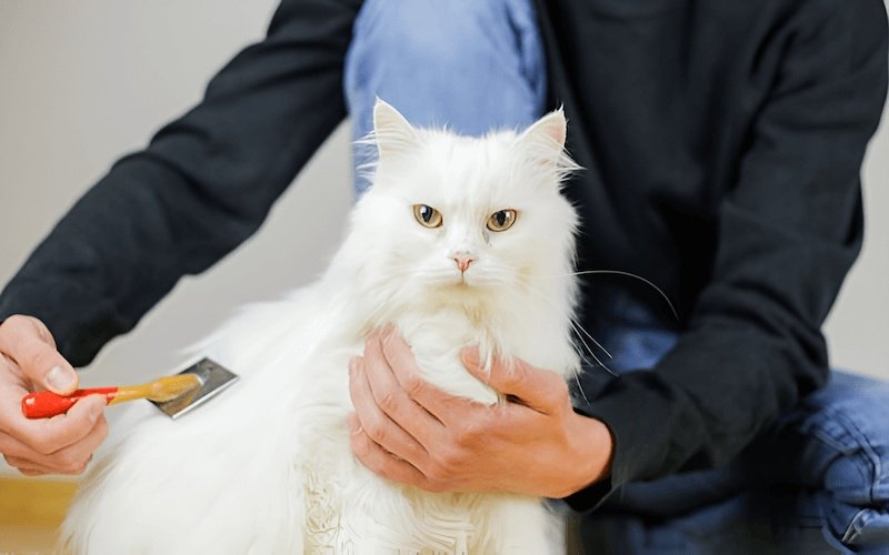 Vì Angora có bộ lông dài, việc chải lông hàng ngày là rất cần thiết để loại bỏ lông rụng, tránh vón cục và giữ cho bộ lông luôn mềm mượt