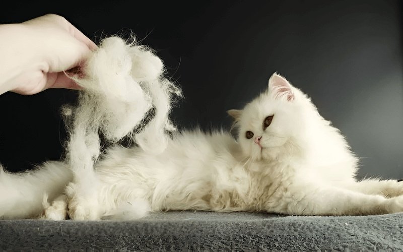 Mèo Angora rụng lông khá nhiều, đặc biệt là vào mùa thay lông