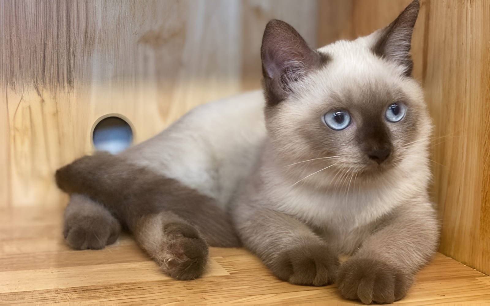 FPV (Feline Panleukopenia) là một bệnh truyền nhiễm nguy hiểm ở mèo