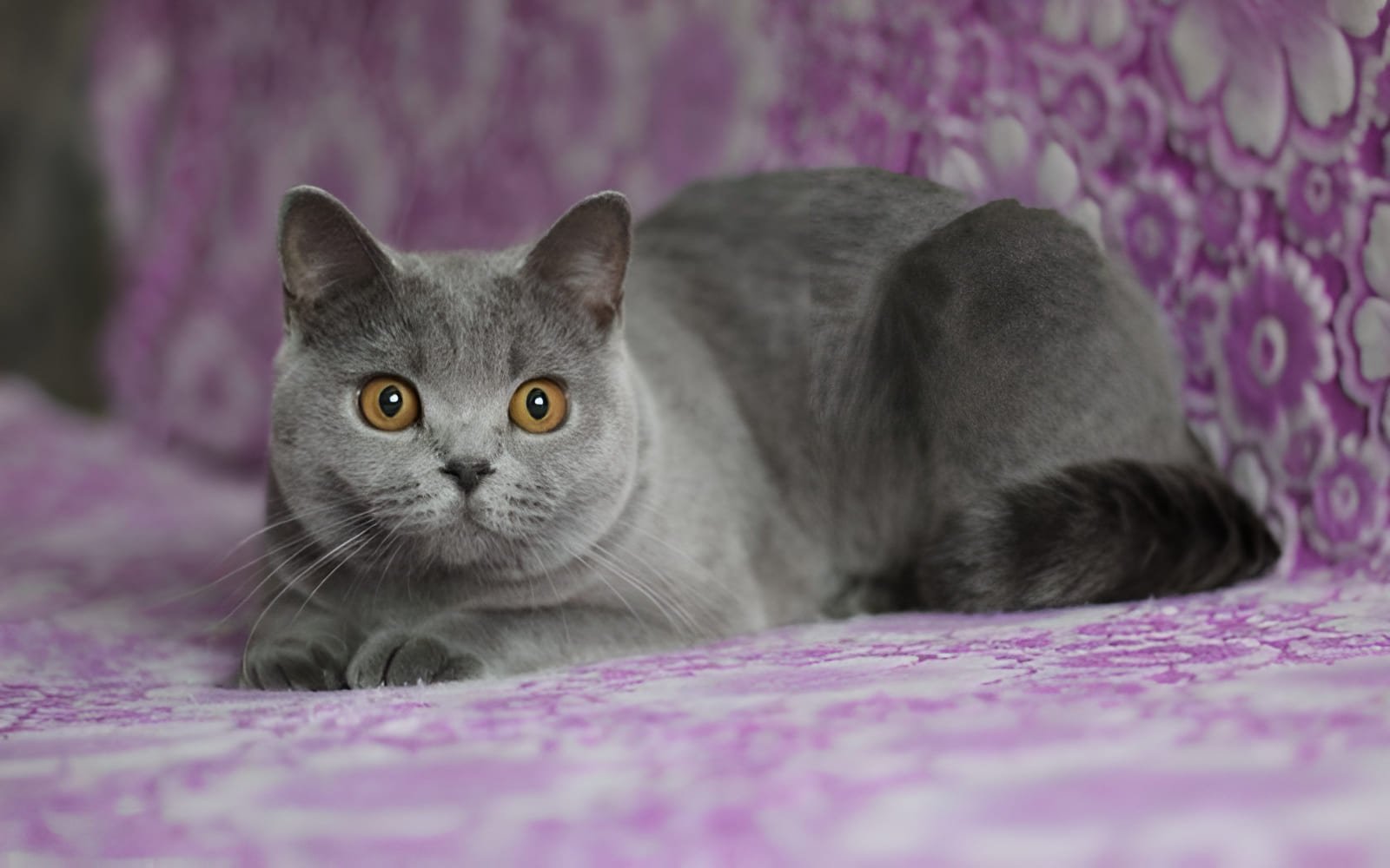 FRV (Feline Rhinotracheitis) là bệnh đường hô hấp trên phổ biến ở mèo, gây ra bởi Feline Herpesvirus type 1 (FHV-1)