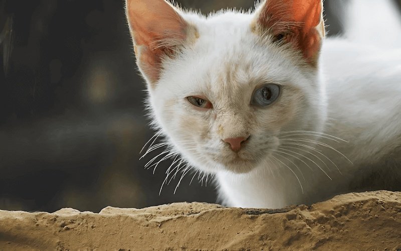 Loét giác mạc là tình trạng tổn thương lớp ngoài cùng của nhãn cầu