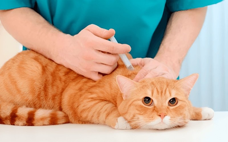 Tiêm phòng đầy đủ là một trong những biện pháp quan trọng nhất để bảo vệ mèo cưng khỏi các bệnh truyền nhiễm nguy hiểm