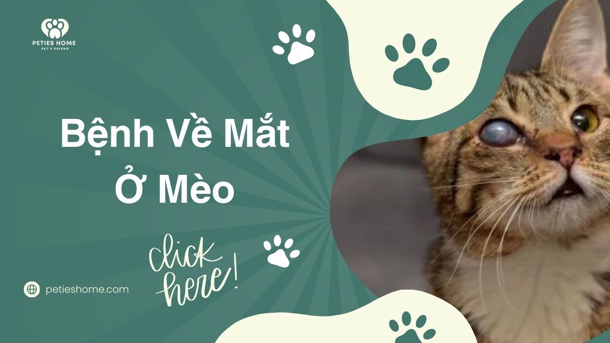 Bệnh về mắt mèo