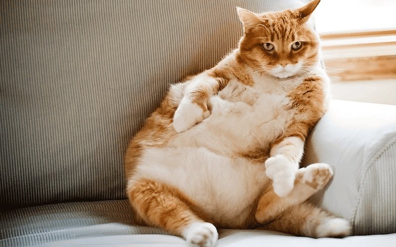 Mèo bị tiểu đường thường có triệu chứng thèm ăn nhiều hơn bình thường, nhưng cơ thể lại không thể sử dụng đường huyết một cách hiệu quả, dẫn đến tăng cân