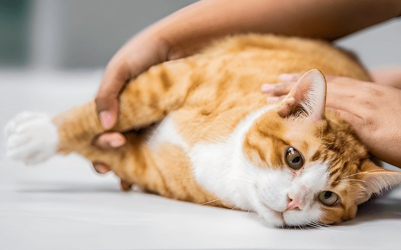 Sụn khớp bị tổn thương, gây đau đớn và khó khăn trong vận động
