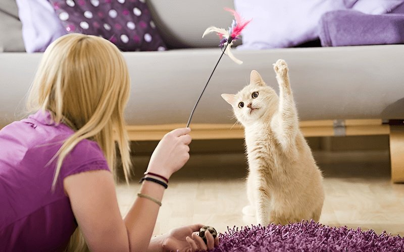 Đồ chơi có chứa thức ăn hoặc catnip (cỏ bạc hà mèo) bên trong sẽ kích thích mèo vận động để lấy được phần thưởng
