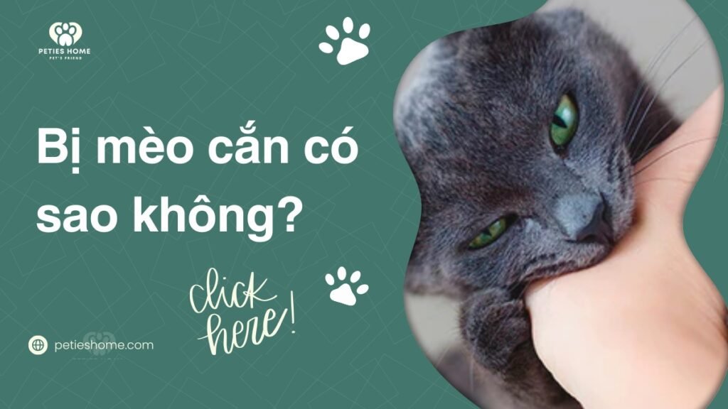 Bị mèo cắn