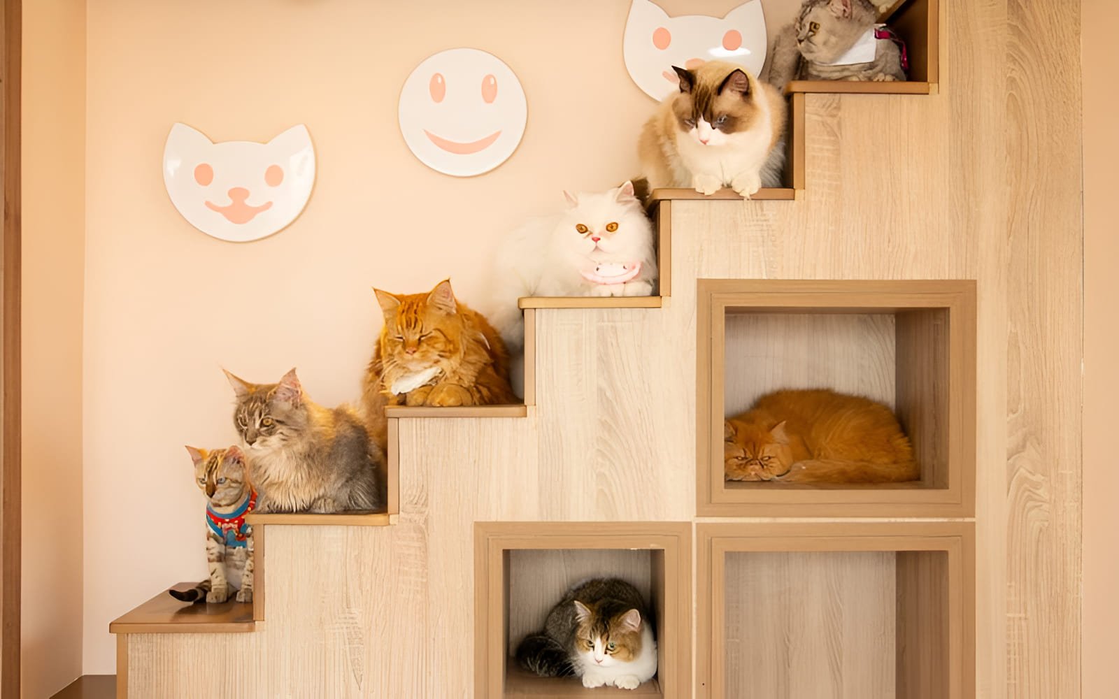 Bastet's Home Coffee với nhiều giống mèo đáng yêu, được chăm sóc cẩn thận