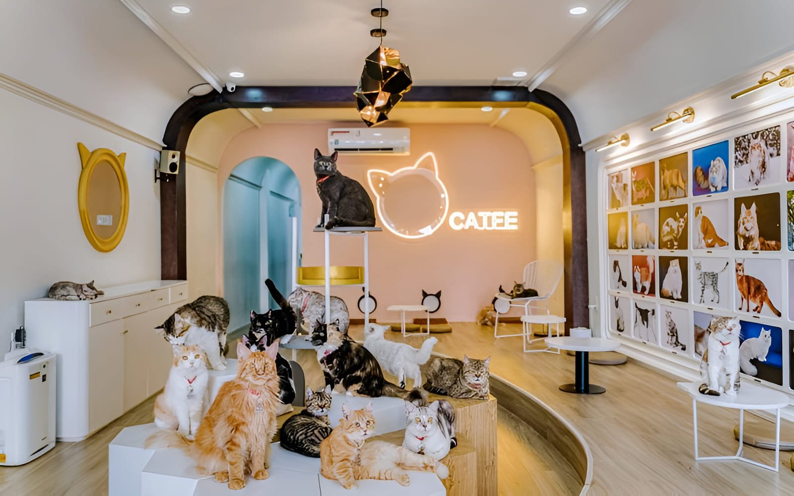 CATFE Coffee có không gian sang trọng, sạch sẽ, các bé mèo được chăm sóc kỹ càng, có nhiều dịch vụ cho mèo