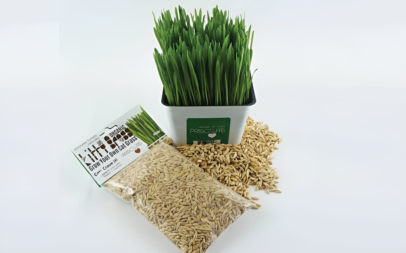 Chỉ với vài bước đơn giản, bạn đã có thể tự tay tạo ra một "khu vườn mini" đầy dinh dưỡng cho mèo cưng