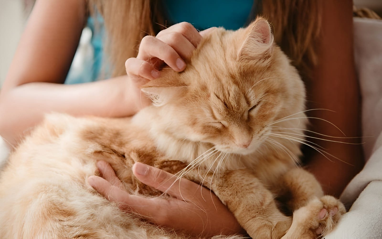 Dành thời gian vuốt ve, âu yếm và chơi đùa cùng mèo là cách tuyệt vời để tăng cường sự gắn kết