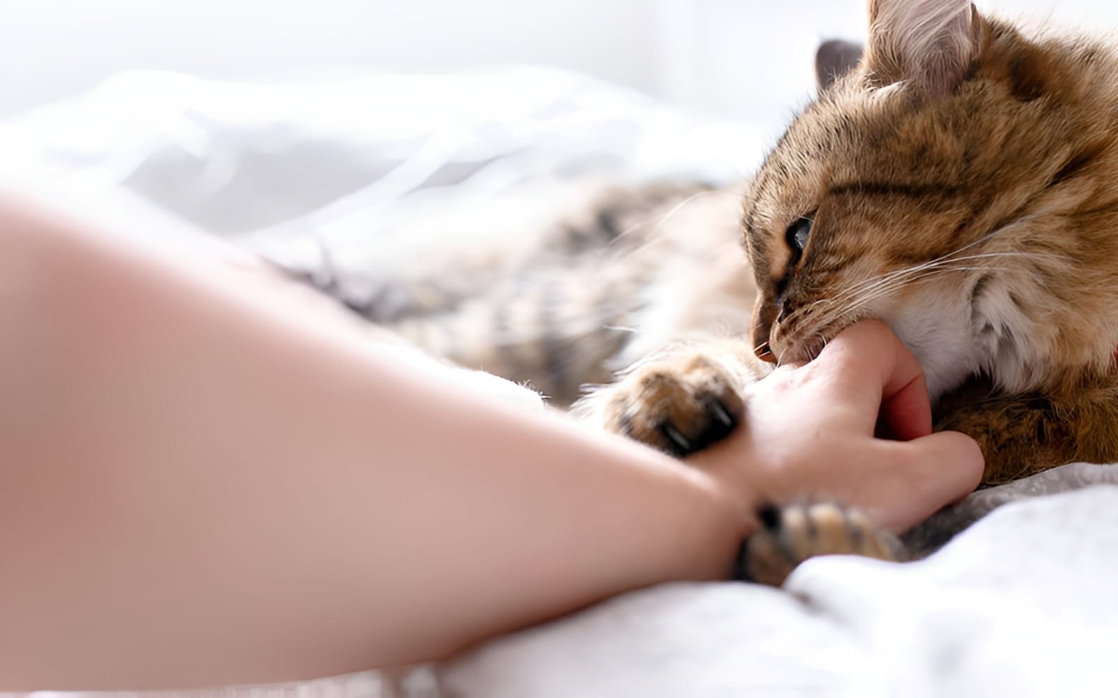 Chú ý đến tư thế, cử động đuôi, tai và biểu cảm khuôn mặt của mèo để đoán biết tâm trạng của chúng
