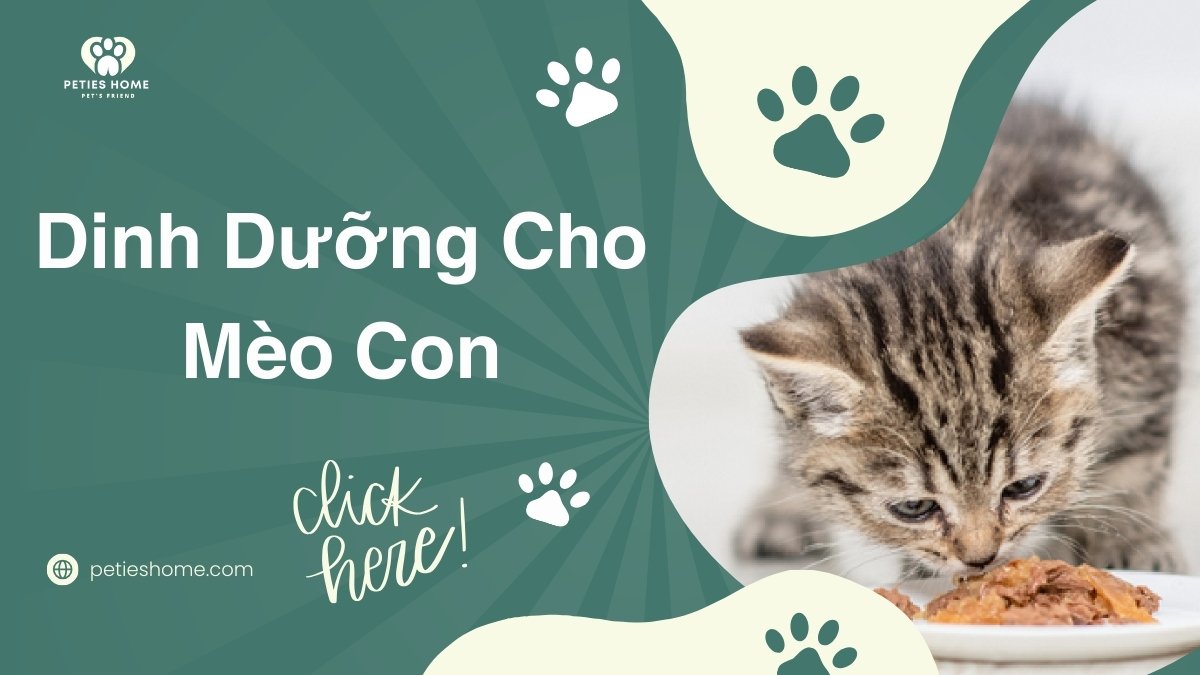 Dinh dưỡng cho mèo con