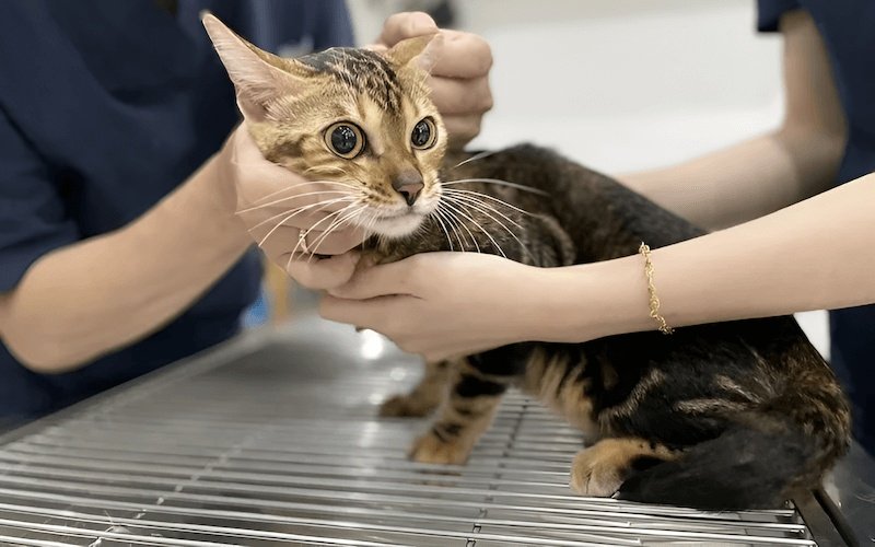 Quan sát thể trạng là cách nhận biết mèo con có bị thiếu dinh dưỡng hay không
