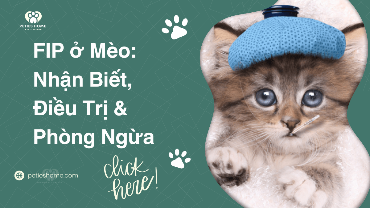 FIP ở Mèo: Nhận Biết, Điều Trị & Phòng Ngừa