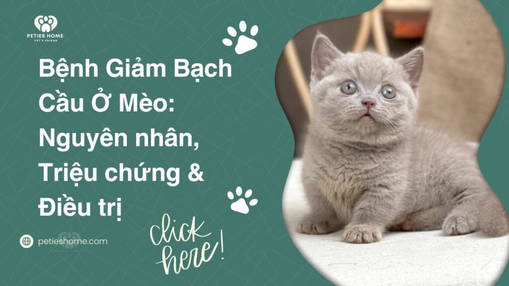 Bệnh Giảm Bạch Cầu Ở Mèo: Nguyên nhân, Triệu chứng & Điều trị