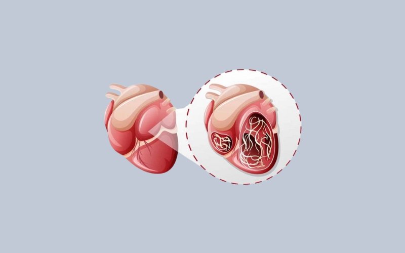 Giun tim sống trong tim và các mạch máu lớn của mèo, gây bệnh tim nghiêm trọng
