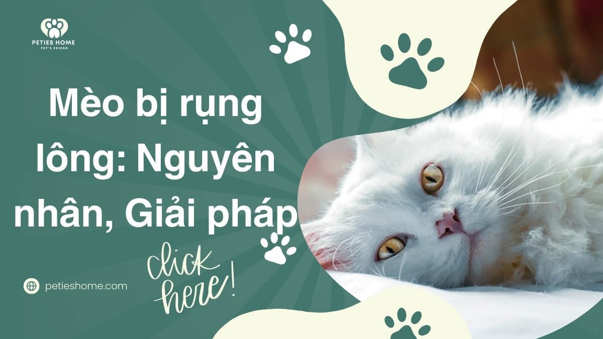 Mèo bị rụng lông