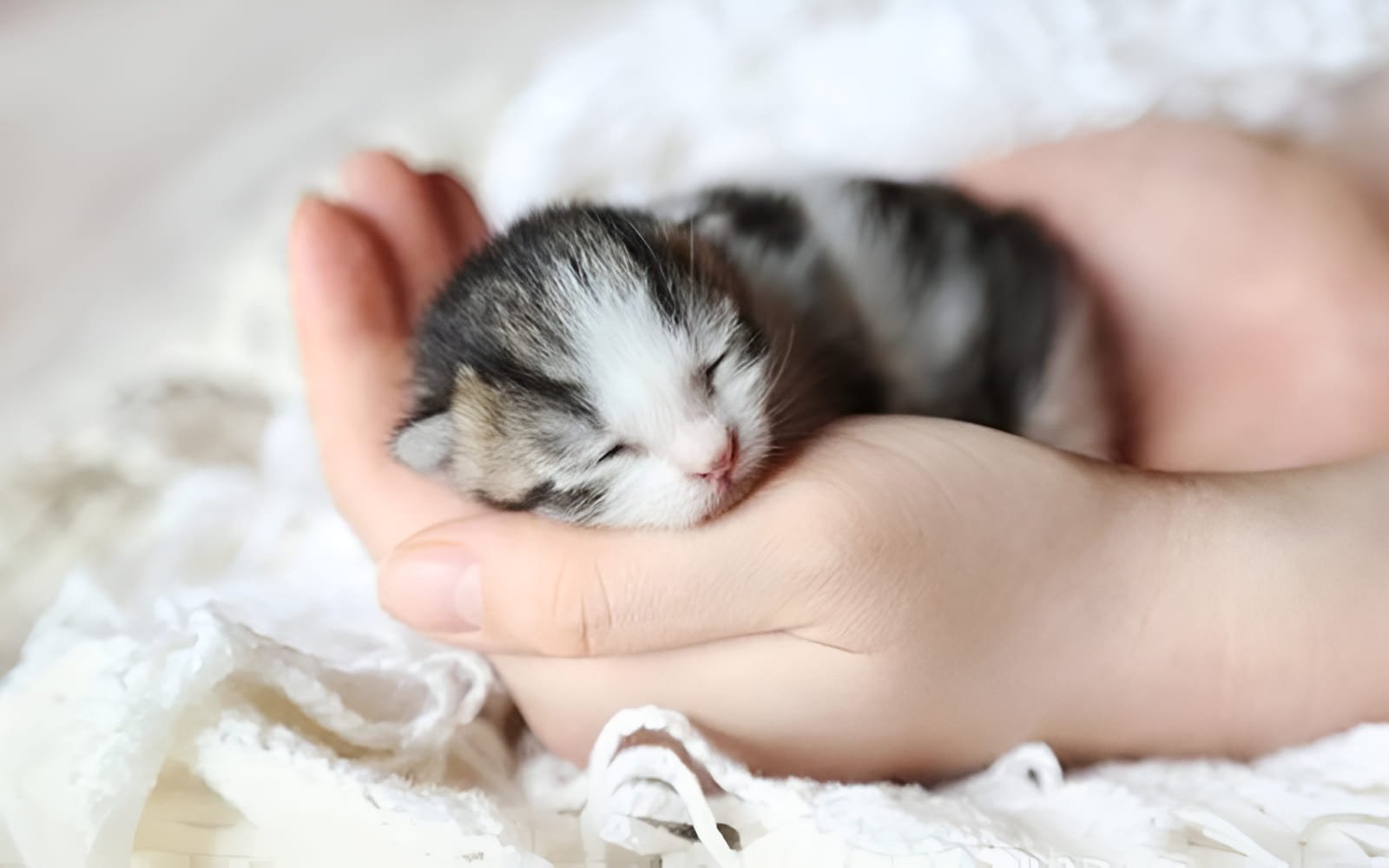 Mèo con 1 tháng tuổi có sức đề kháng yếu, dễ mắc bệnh, nên việc theo dõi sức khỏe và tiêm phòng đầy đủ