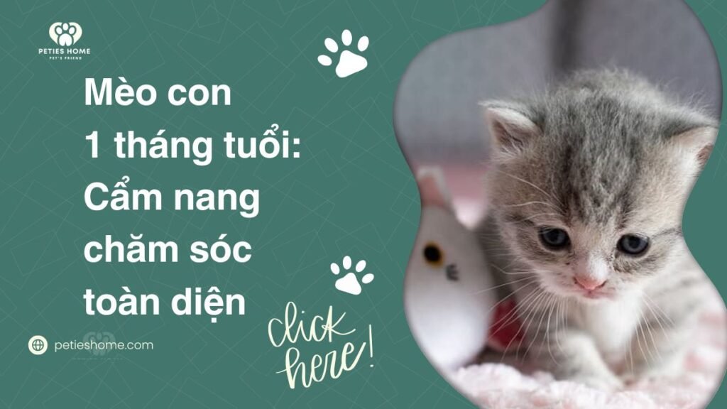 Mèo con 1 tháng tuổi: Cẩm nang chăm sóc toàn diện