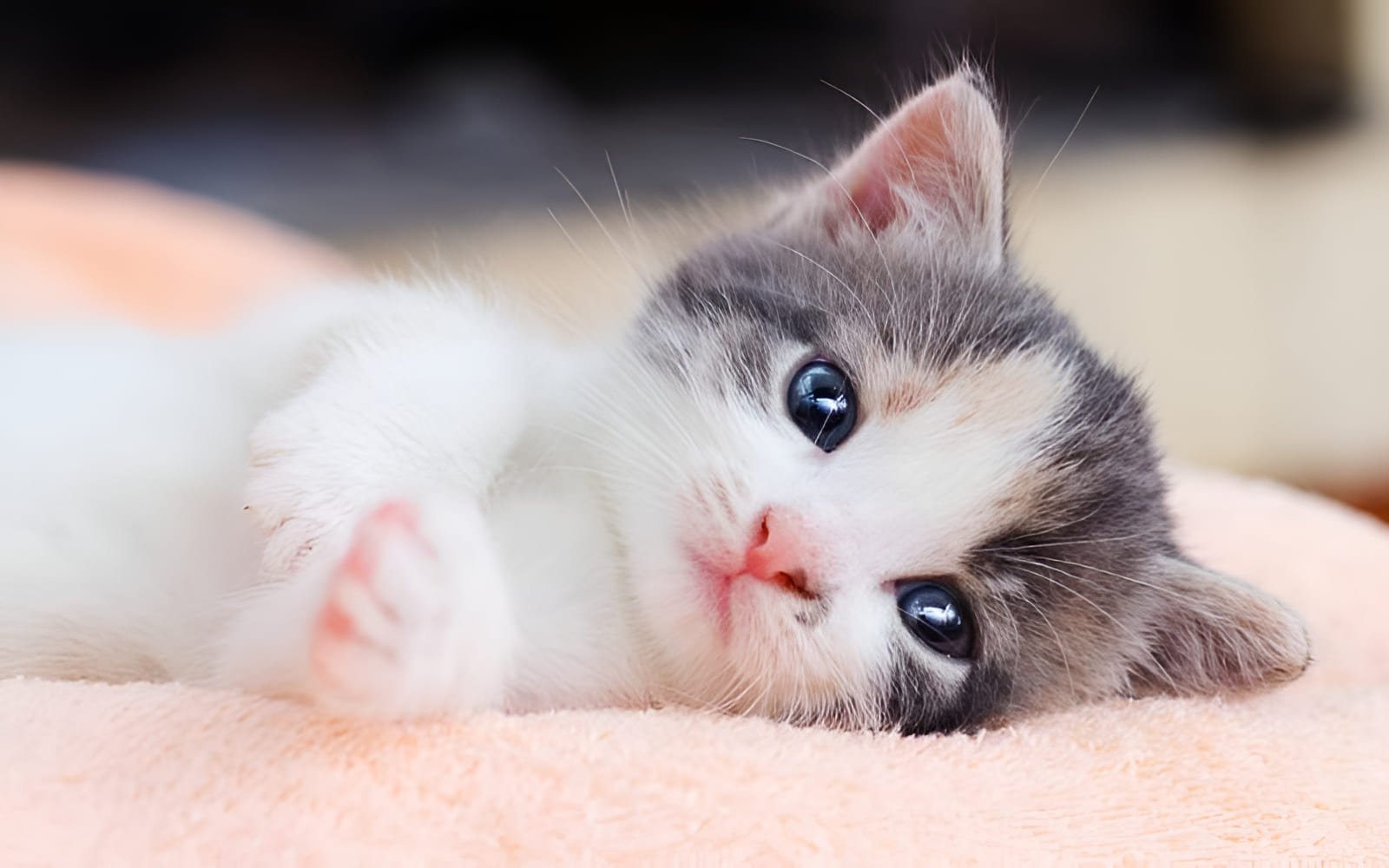 Mèo con 1 tháng tuổi có thể bắt đầu làm quen với khay vệ sinh