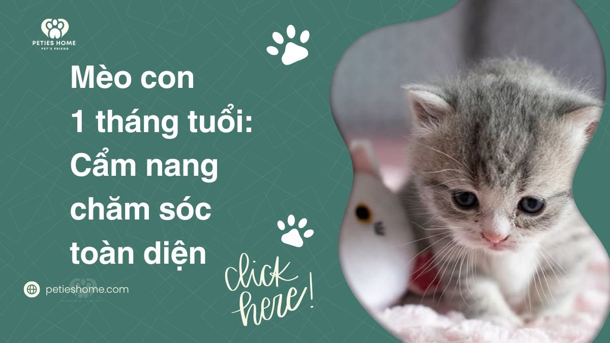 Mèo con 1 tháng tuổi: Cẩm nang chăm sóc toàn diện