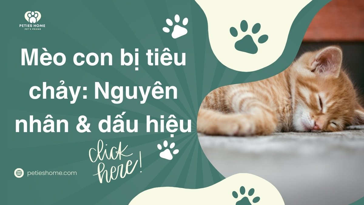 Mèo con bị tiêu chảy