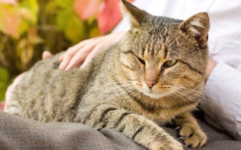 Giai đoạn mèo già (Trên 7 tuổi)