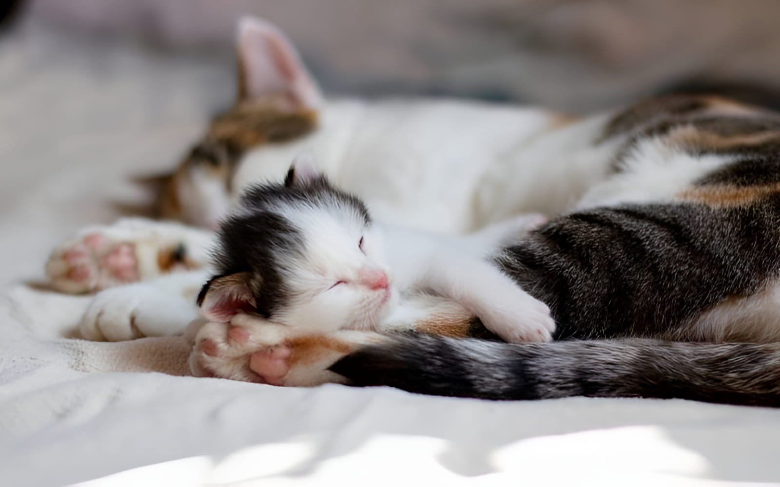 Tuyệt đối không cố gắng dùng tay để mở mắt mèo con, vì điều này có thể gây tổn thương mắt của mèo con