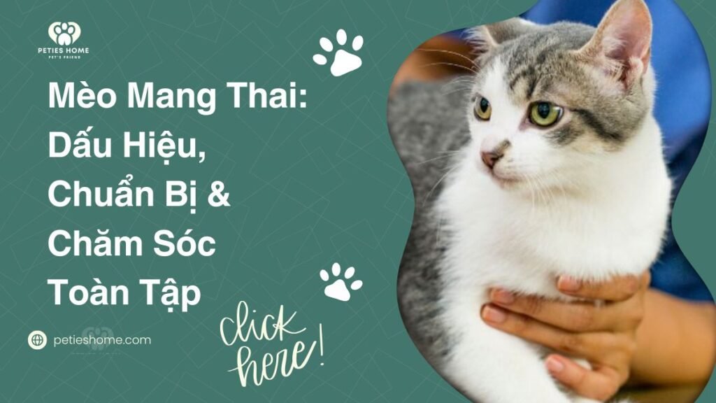 Mèo Mang Thai: Dấu Hiệu, Chuẩn Bị & Chăm Sóc Toàn Tập