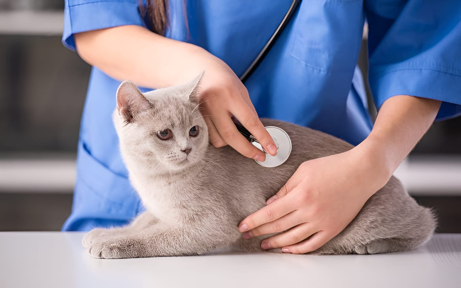 Cần đưa mèo mẹ đến bác sĩ thú y nếu mèo mẹ rặn đẻ liên tục trong hơn 30 phút mà không có mèo con nào được sinh ra