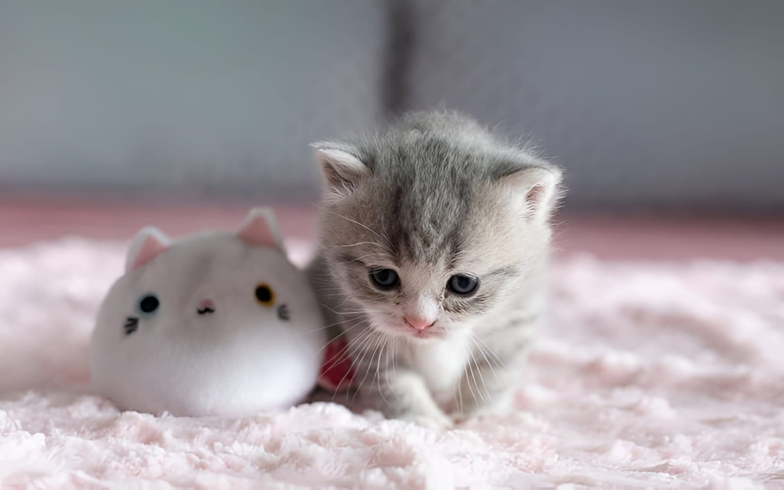 Nếu mèo con không tăng cân hoặc sụt cân, hãy đưa mèo con đến bác sĩ thú y