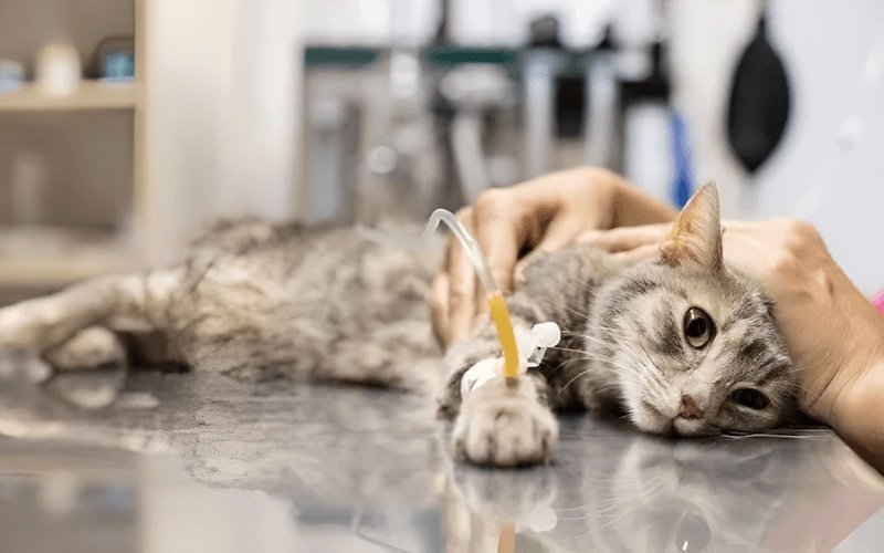Bạn nên đưa mèo cưng đến thú y ngay nếu bé nôn trên 3 lần trong vòng vài giờ hoặc nôn kéo dài hơn 24 giờ