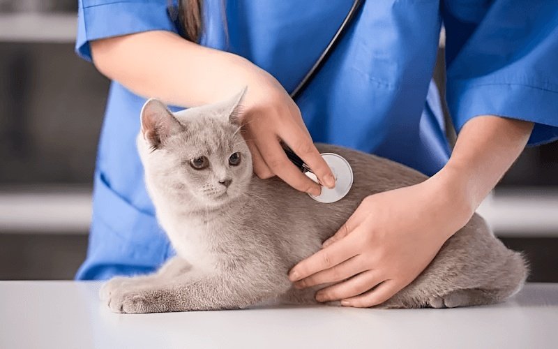 Khám lâm sàng cho mèo trước khi tiến hành chẩn đoán và điều trị