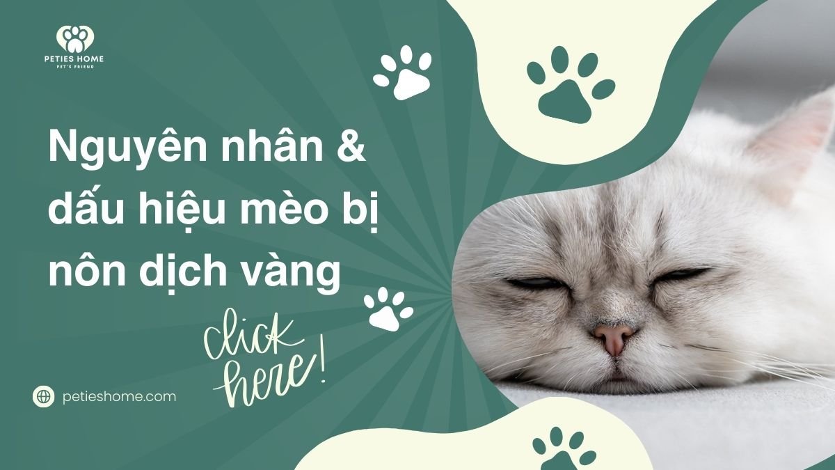 Mèo nôn ra dịch vàng: Nguyên nhân, dấu hiệu và cách xử lý