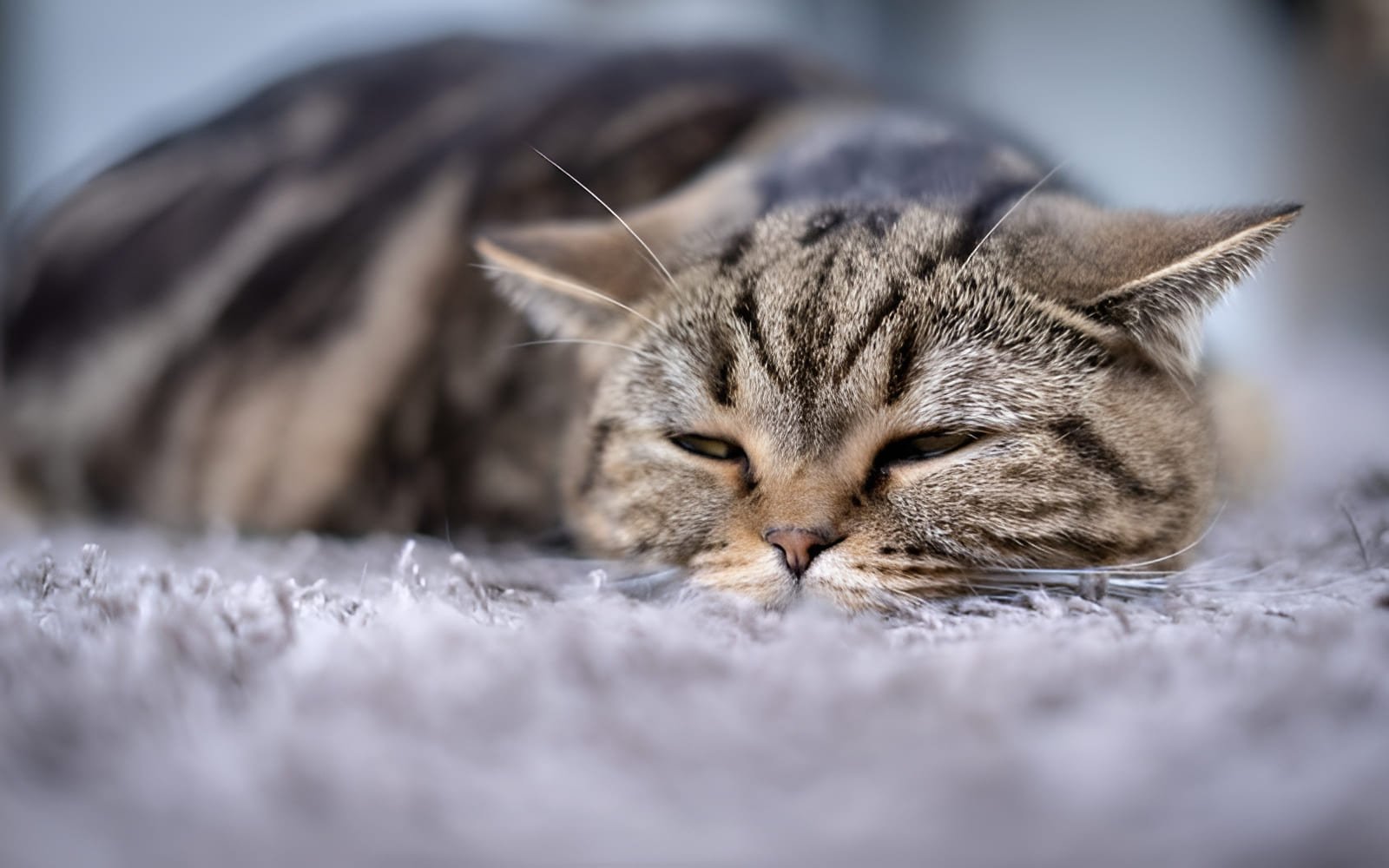 Một trong những dấu hiệu dễ nhận thấy nhất khi mèo cưng bị stress chính là sự thay đổi trong thói quen ăn uống