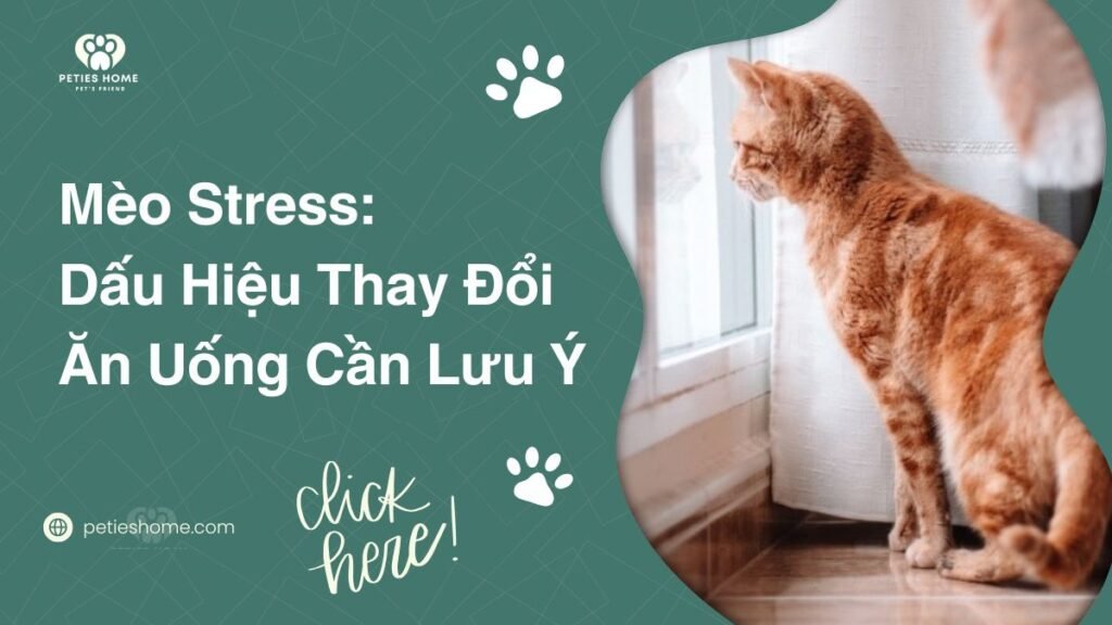 Mèo Stress: Dấu Hiệu Thay Đổi Ăn Uống Cần Lưu Ý