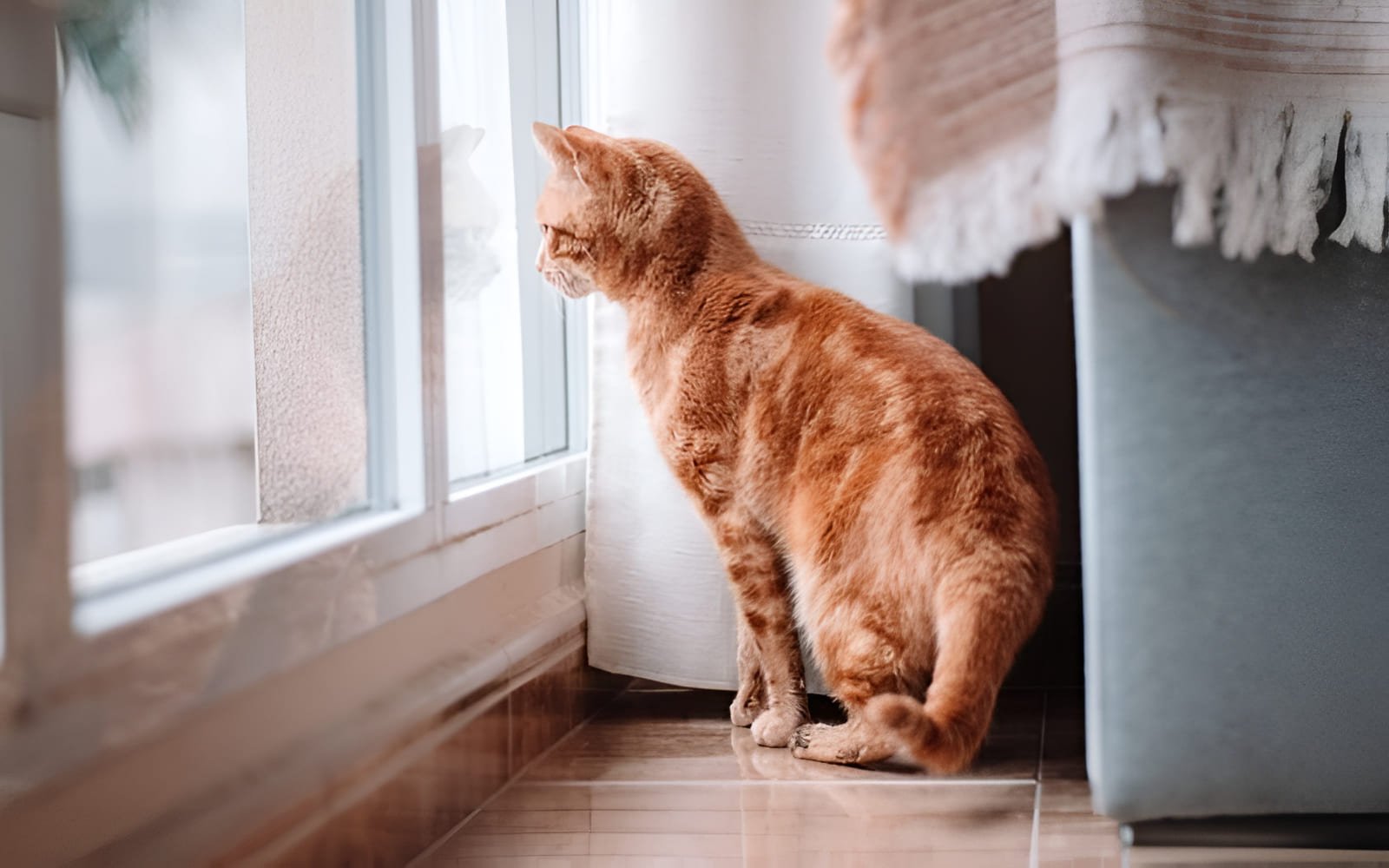 Khi bị stress, một số bé mèo trở nên nhút nhát, sợ hãi, thường xuyên trốn tránh, chui rúc vào những nơi kín đáo