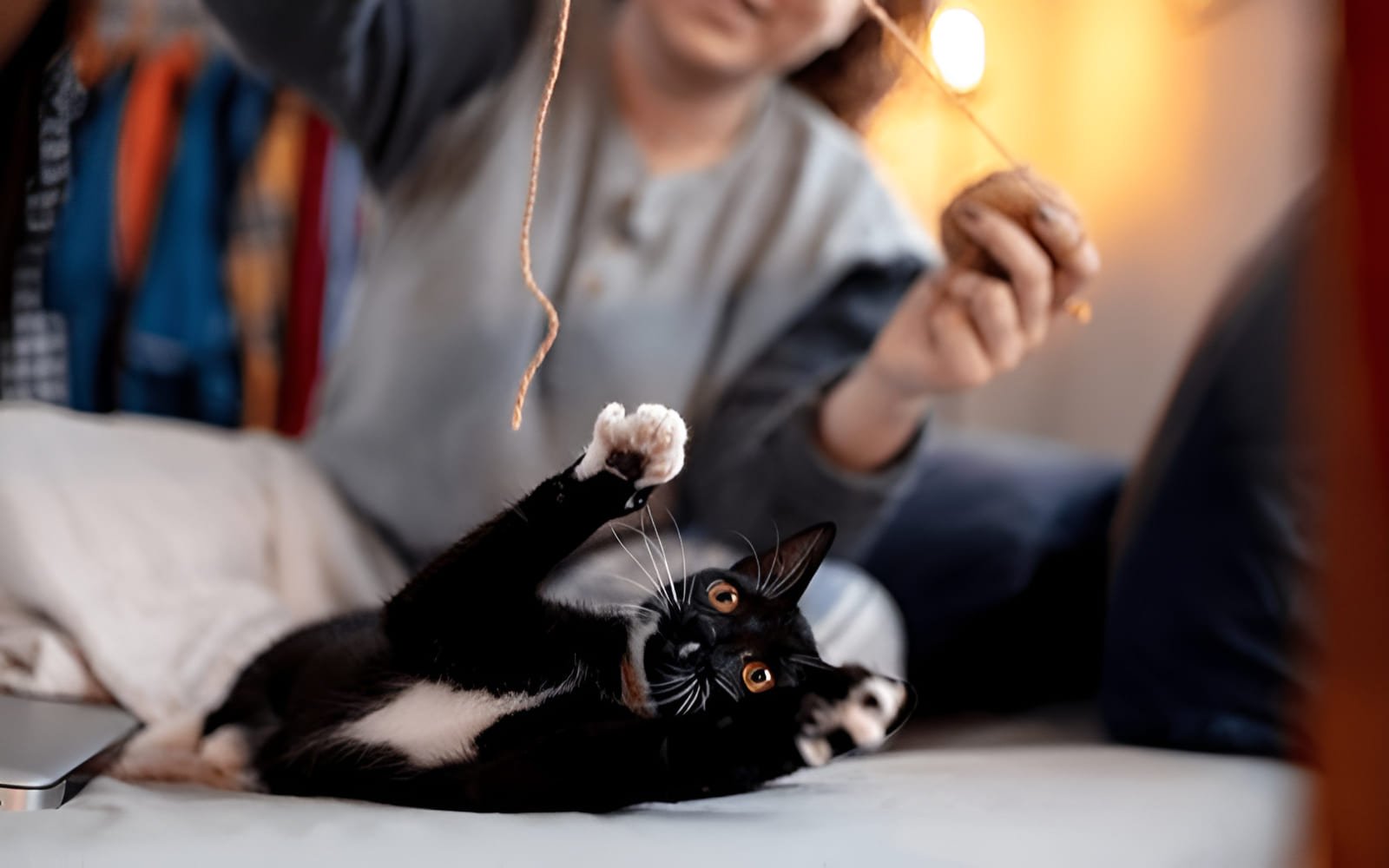 Hãy sử dụng những món đồ chơi yêu thích của mèo như cần câu, bóng, chuột giả,... để chơi cùng các bé