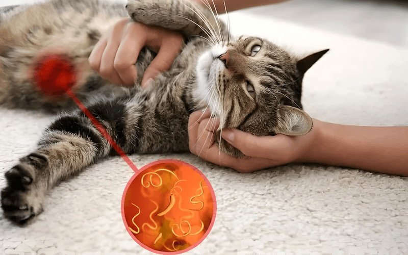 Ký sinh trùng đường ruột là một trong những nguyên nhân hàng đầu gây rối loạn tiêu hóa cho mèo nhỏ