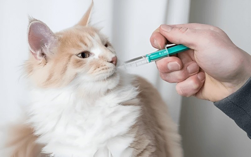 Bắt đầu với khẩu phần nhỏ thức ăn dễ tiêu giúp hệ tiêu hóa của mèo con phục hồi từ từ