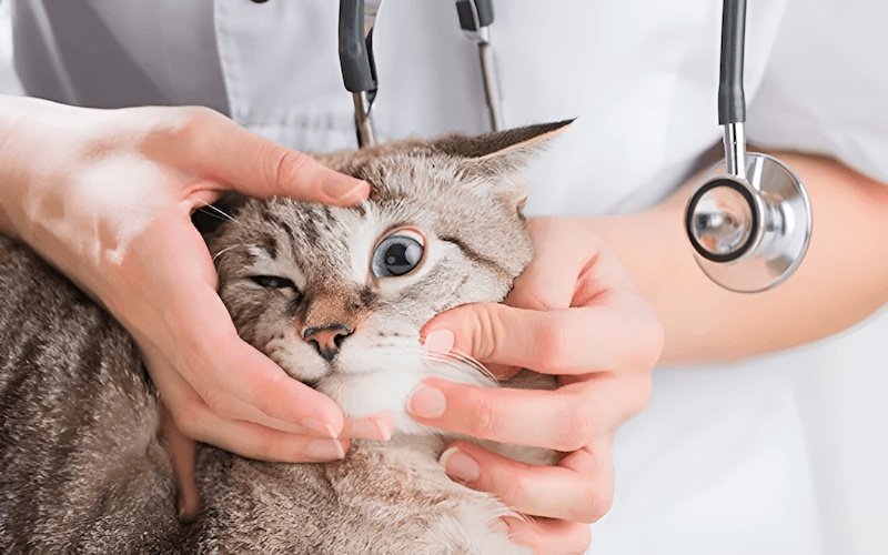 Mèo con bị tiêu chảy cần được theo dõi chặt chẽ dấu hiệu mất nước như mắt trũng, da khô