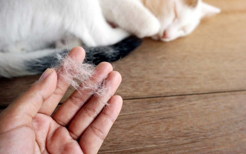 Bộ lông của mèo già thường không còn mượt mà, óng ả như thời "thanh xuân"