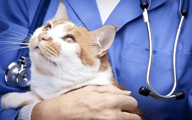 Triệt sản loại bỏ hoàn toàn nguy cơ mắc các bệnh ung thư tử cung