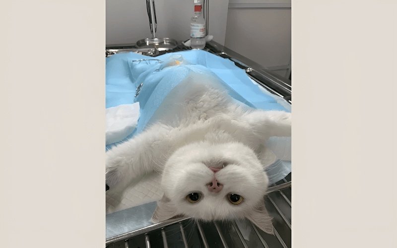 Mèo cần có cân nặng lý tưởng để đảm bảo quá trình hồi phục tốt