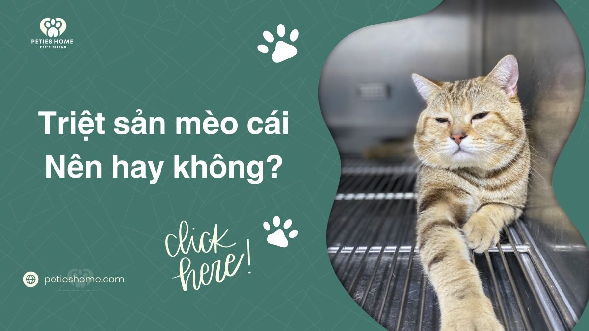 Triệt Sản Mèo Cái: Nguy Hiểm, Rủi Ro Và Cách Chăm Sóc