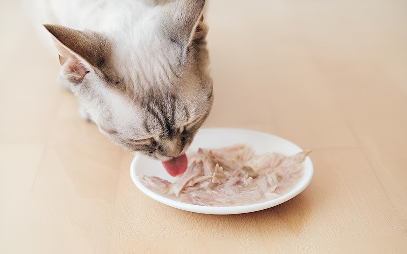 Hấp hoặc nướng cá hồi (không thêm gia vị), loại bỏ xương và da, chia thành miếng nhỏ.