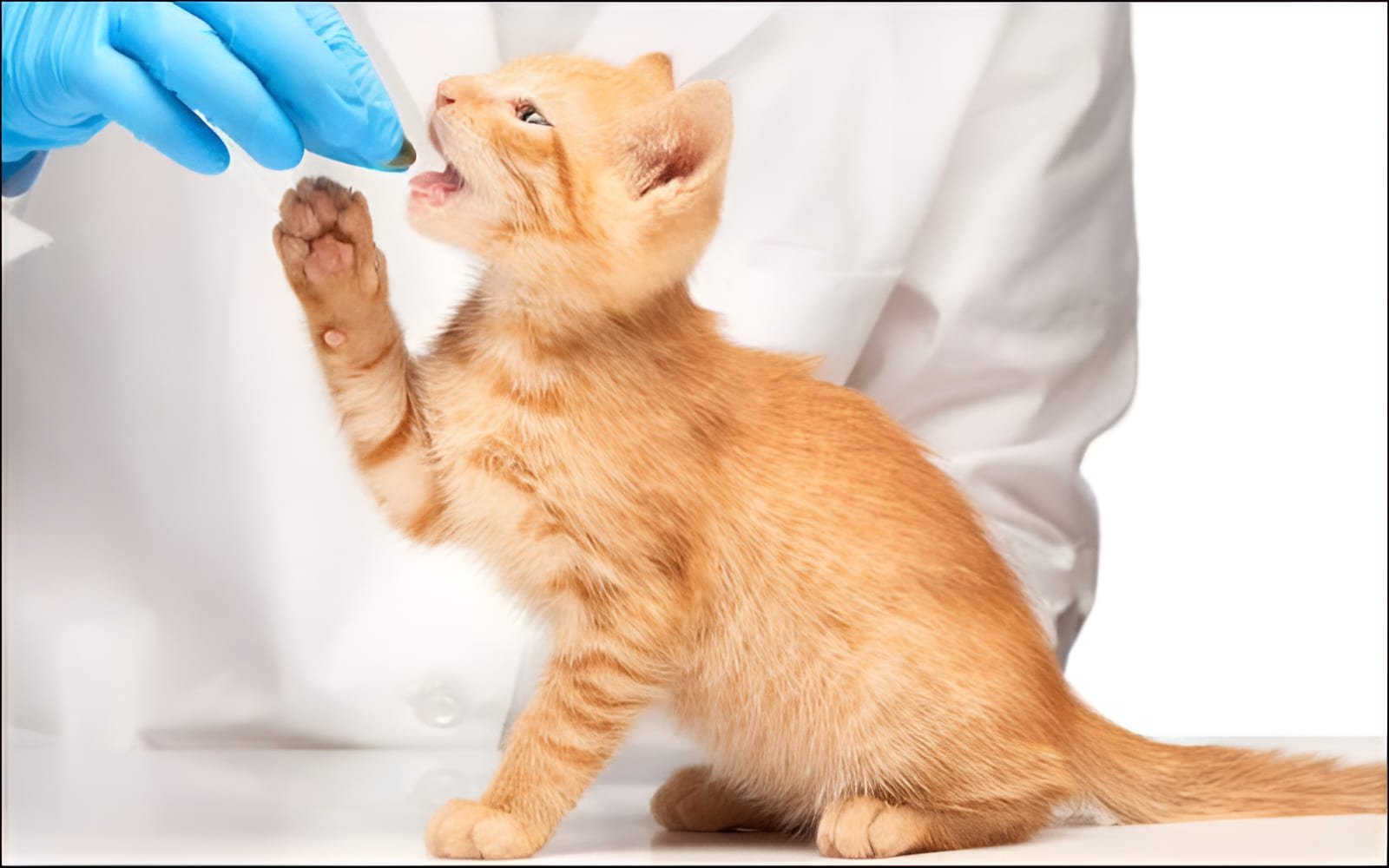 Nên chọn một căn phòng nhỏ, không gian yên tĩnh, và đóng kín cửa để hạn chế đường thoát của mèo